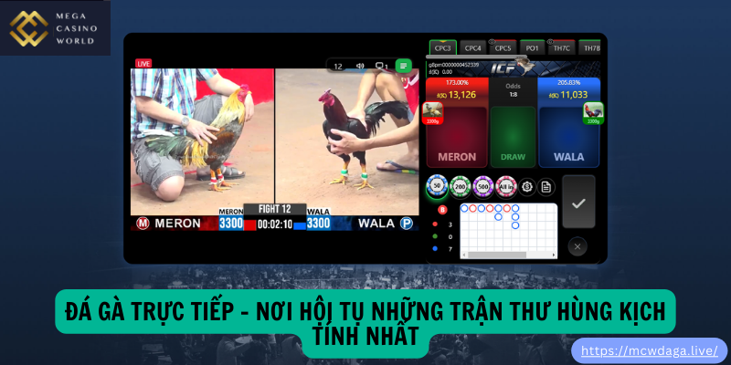 Đá Gà Trực Tiếp – Nơi Hội Tụ Những Trận Thư Hùng Kịch Tính Nhất