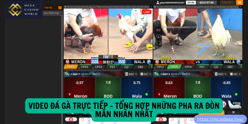 Video Đá Gà Trực Tiếp - Tổng Hợp Những Pha Ra Đòn Mãn Nhãn Nhất